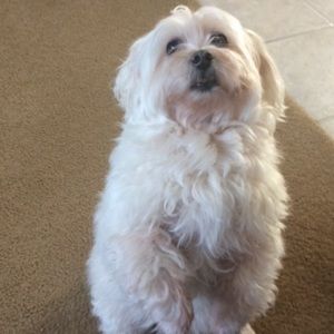 Meet your Posher, Rebecca